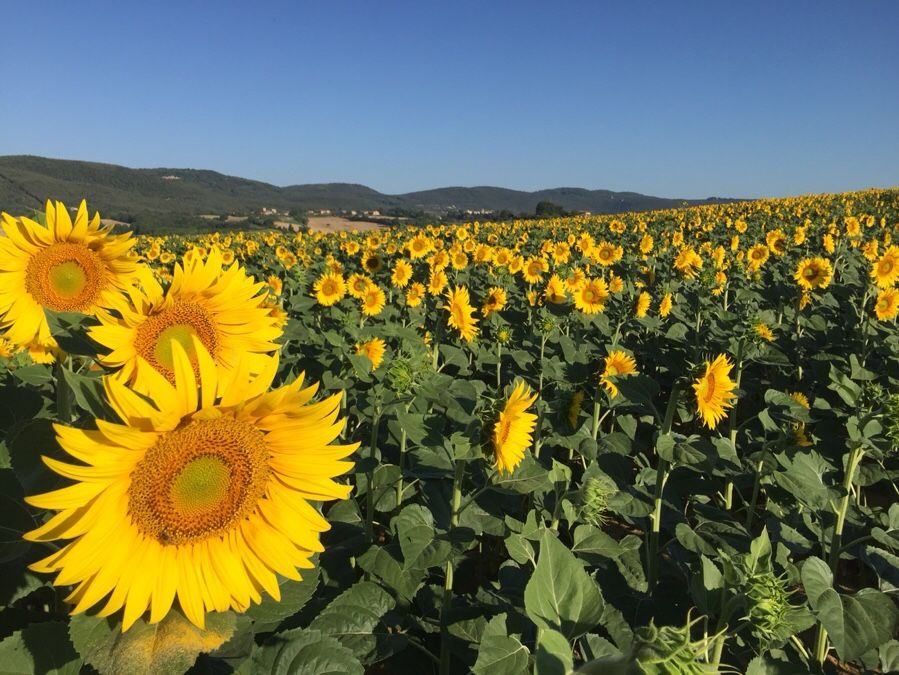 Italie Midden Italie Toscane Sovicille casa di campagna in toscana girasoli