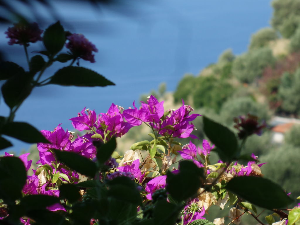 Italie Zuid Italie Campanie Pisciotta Hotel Marulivo 2013_08_Italie Zuid Italie Campanie Pisciotta Hotel Marulivo 25_10181Italie Zuid Italie Campanie Pisciotta Hotel Marulivo 2_Urlaub_Piscotta_Hotel