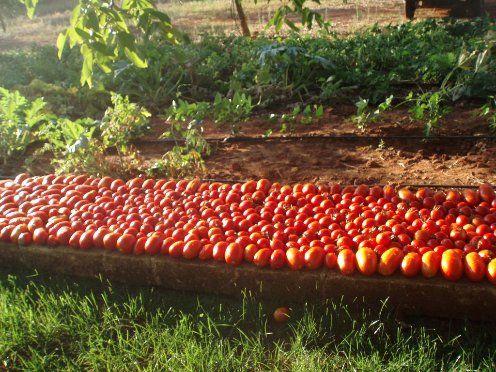 Italie Zuid Italie Puglia Sternatia Tenuta Masseria Chicco Rizzo Pomodori