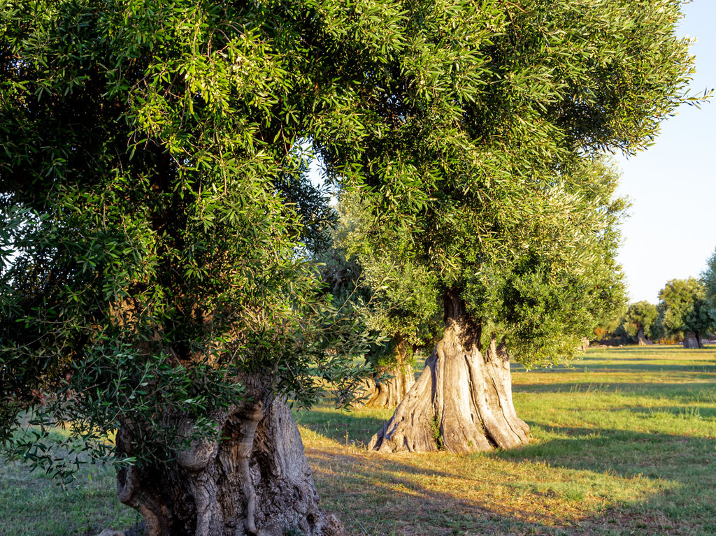 Masseria Garrappa