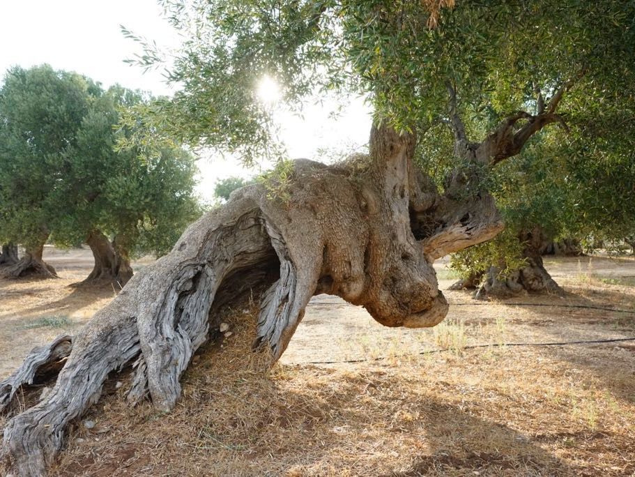 Italie Zuid Italie Campania Ravello Monte Brusara Relais